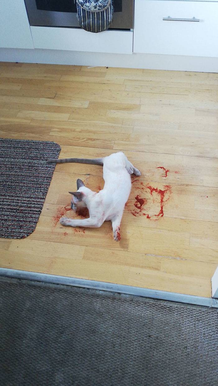 paprika cat in the morning