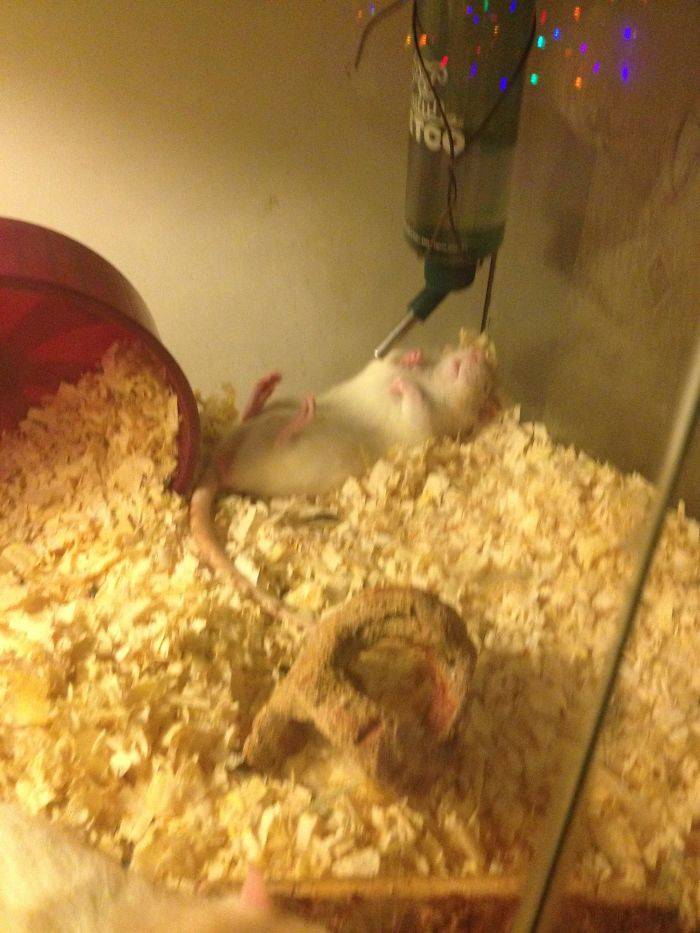 sleeping mouse under the water