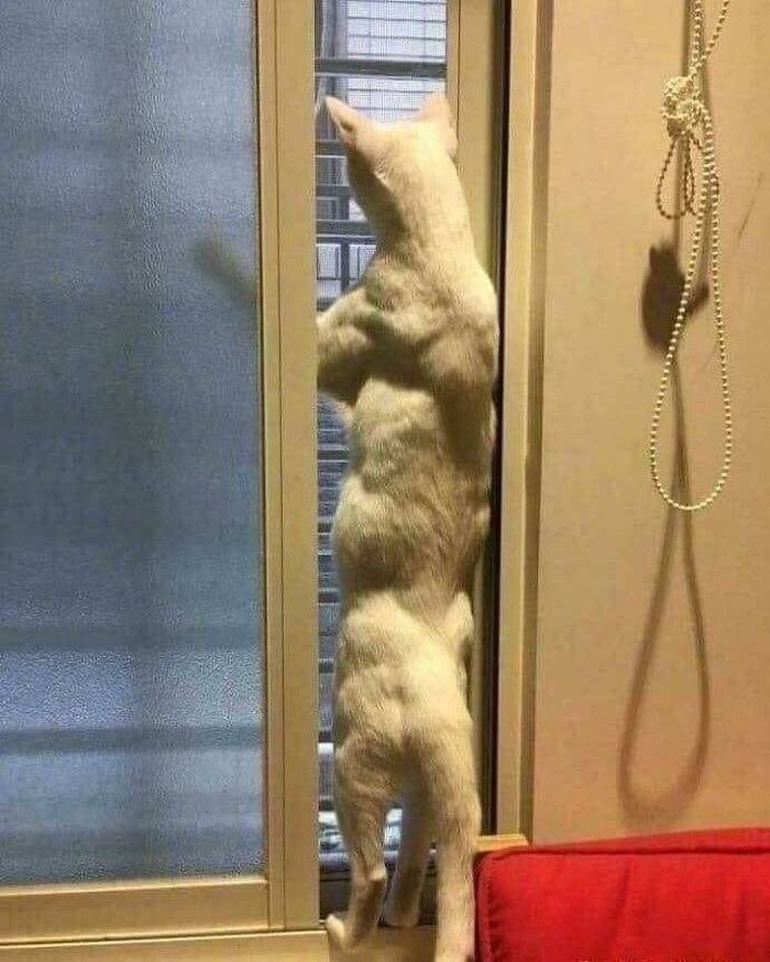 strong cat looking out the window