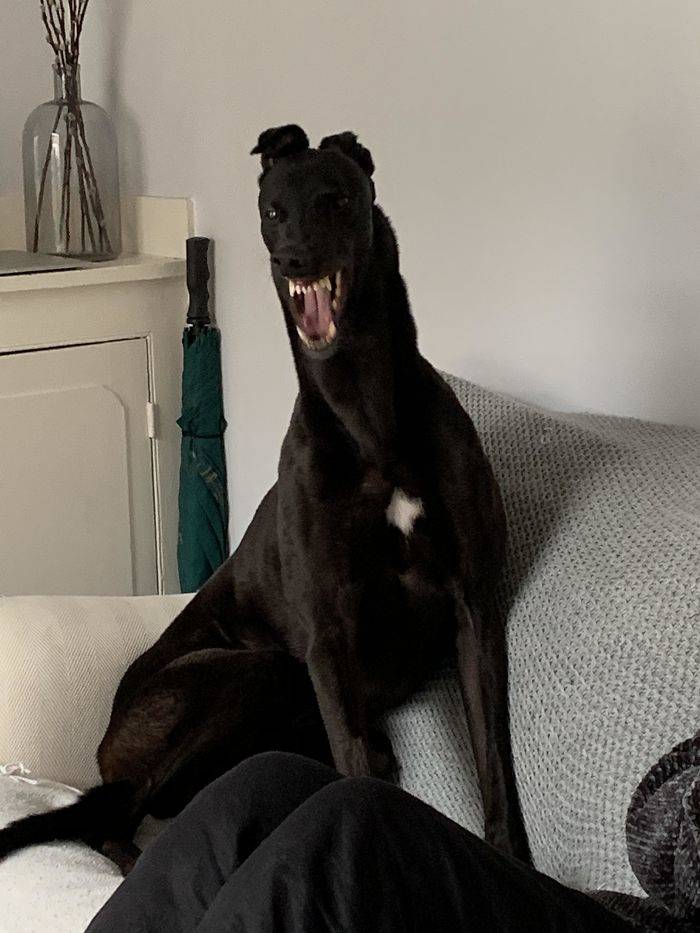 summoned venom while yawning