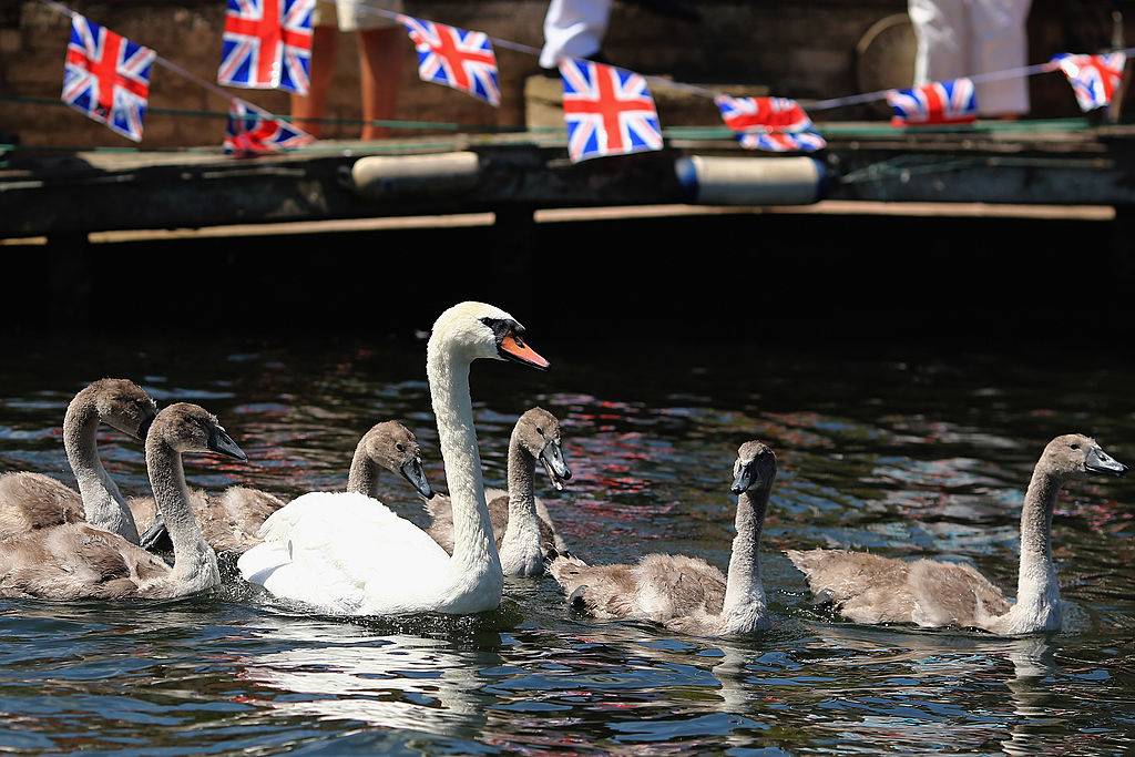 swans and cygnets swimming in england