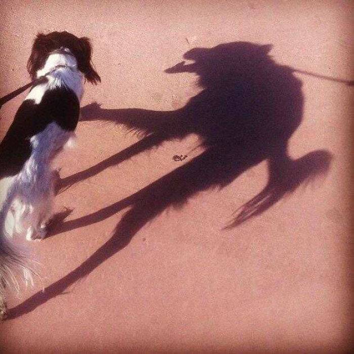 wolf shadow from dog