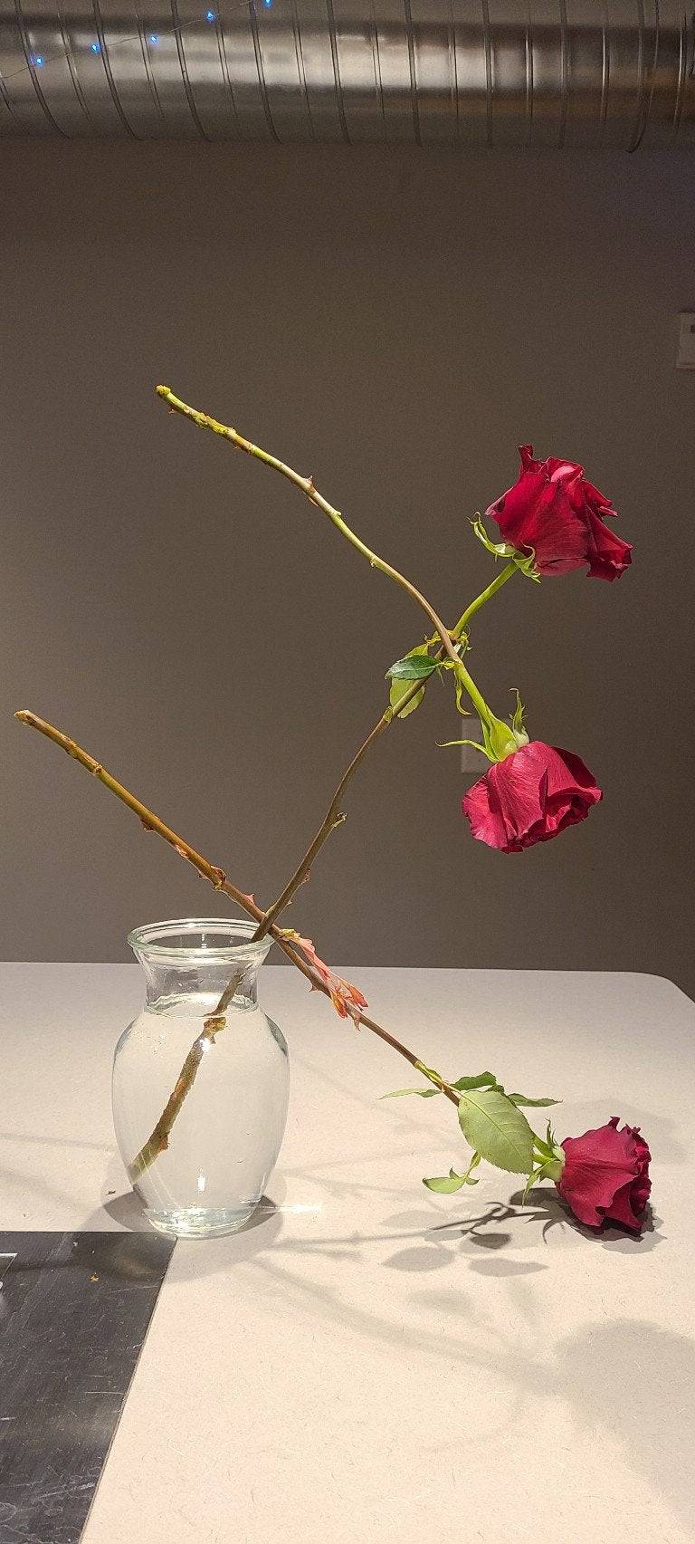 Wilting roses balancing on each other.
