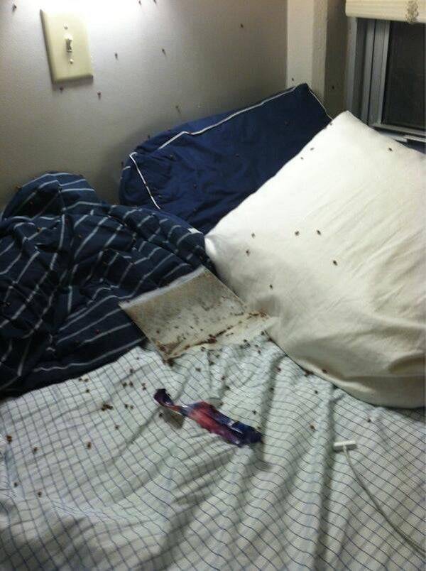 Bed with bugs all over it. 