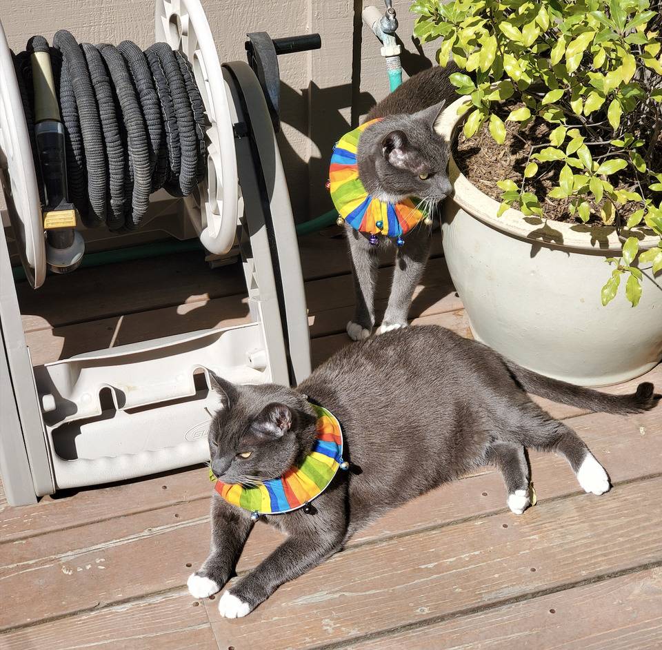 Cats wearing bell collars