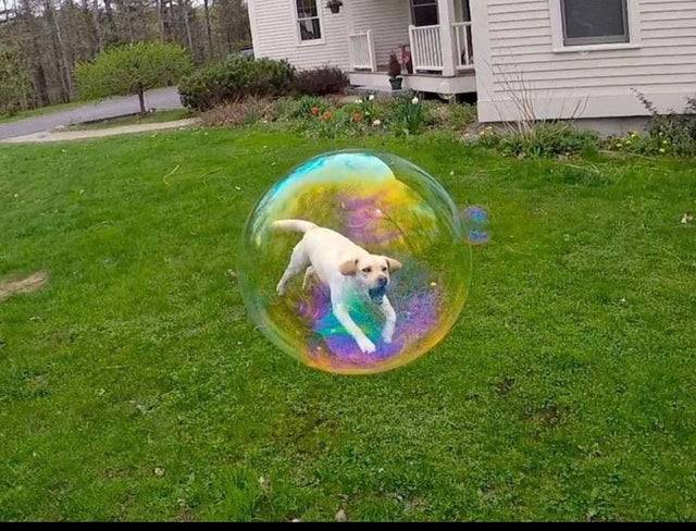 Bubble Dog that looks like it is inside of a bubble.