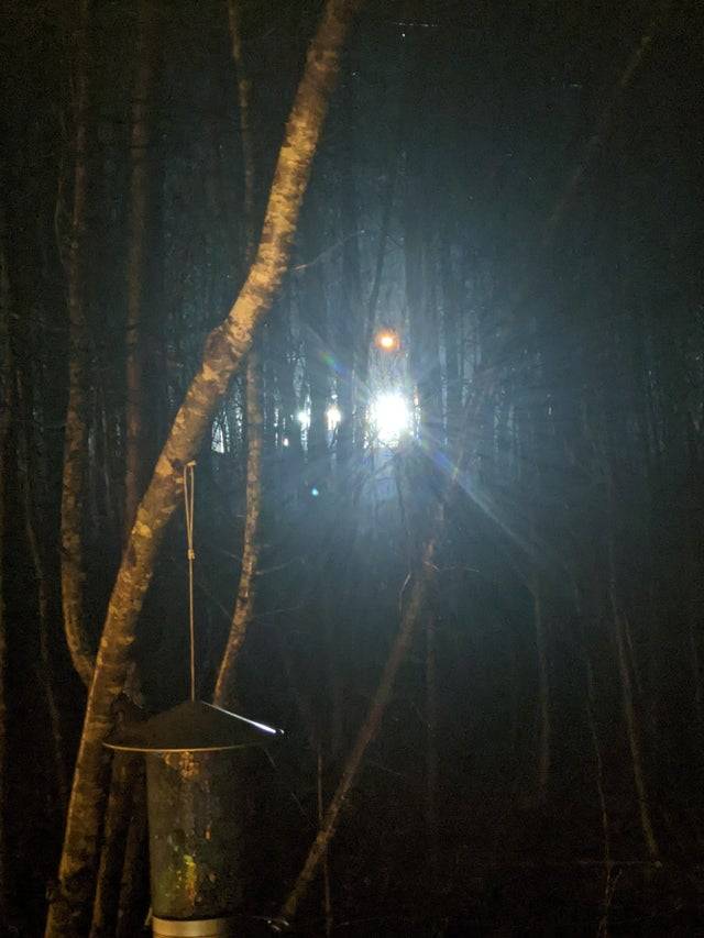 Forest with a bright light shining between the trees