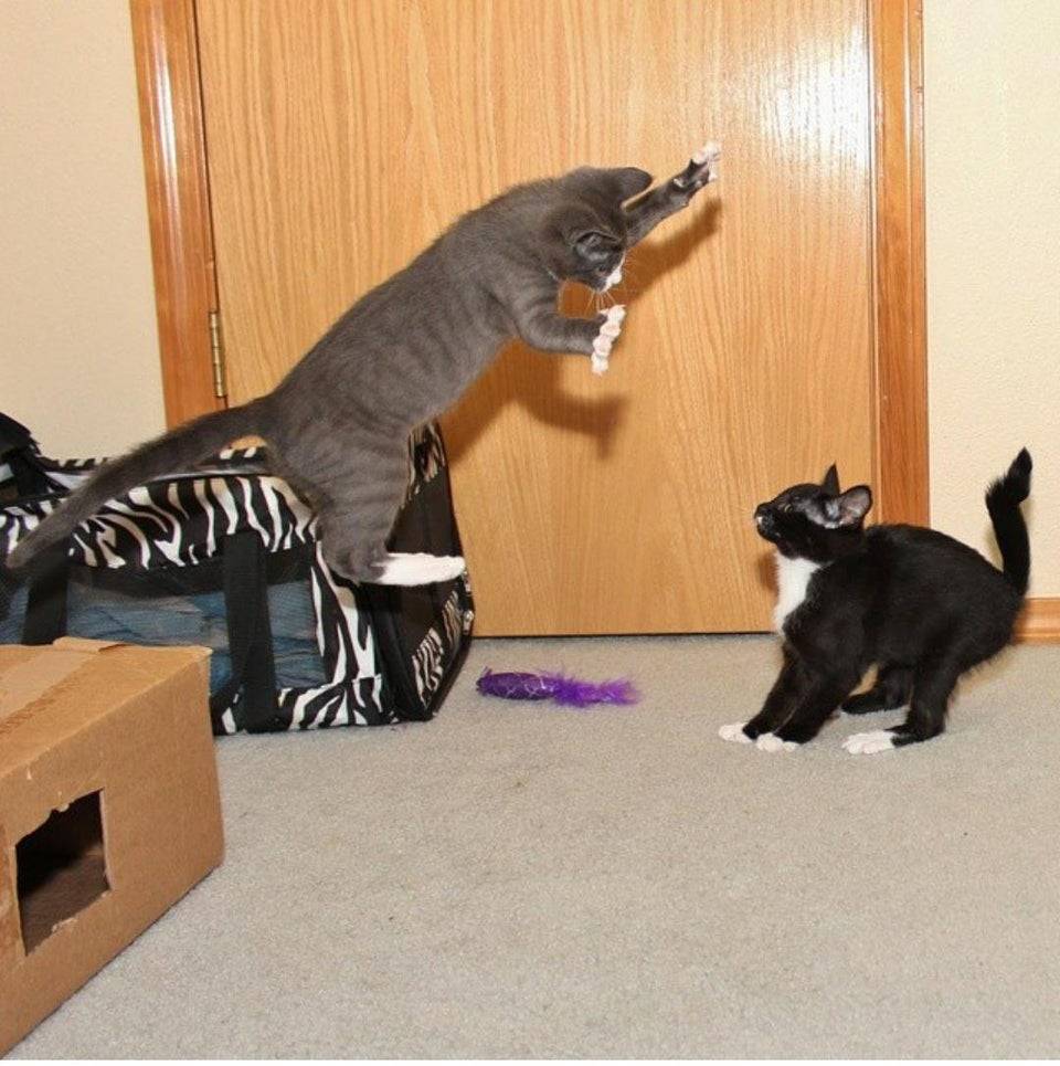 Cat jumping about to pounce on another cat. 