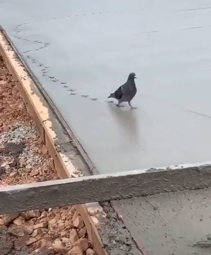 Pigeon walking through liquid concrete leaving behind tiny footprints.