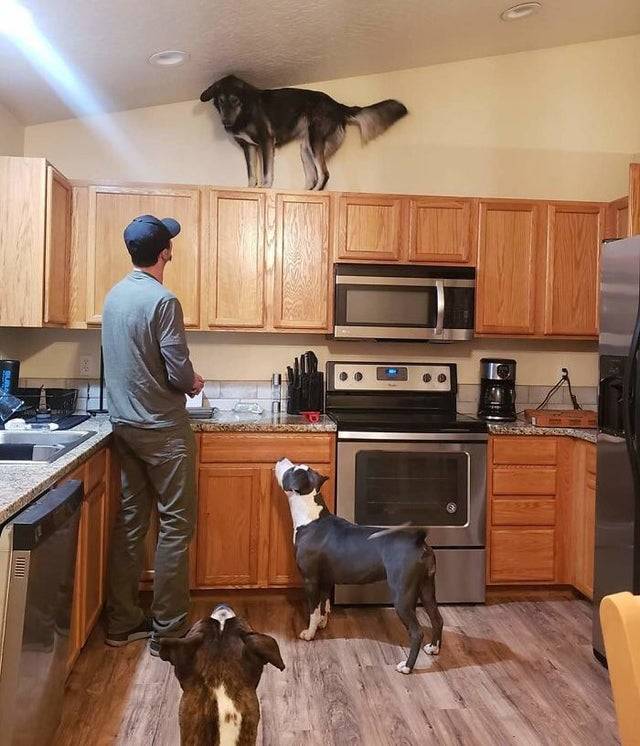 Dog on top of cupboards in a kitchen. Man on the ground looking up at dog and other dogs also looking up at the dog. 