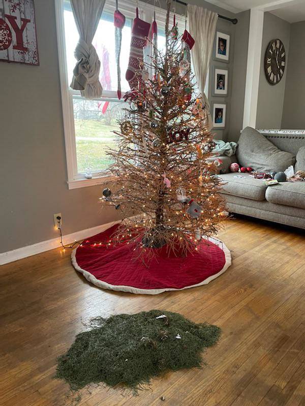 A real evergreen tree in a living room that has lost all its needles