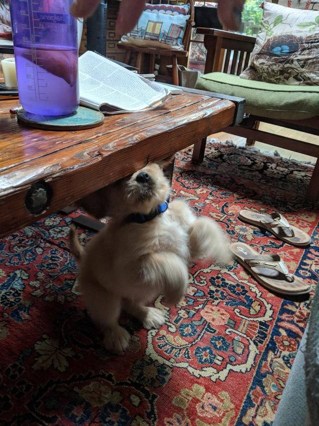 Dog misjudged jump and is smacking forehead into bottom of table 