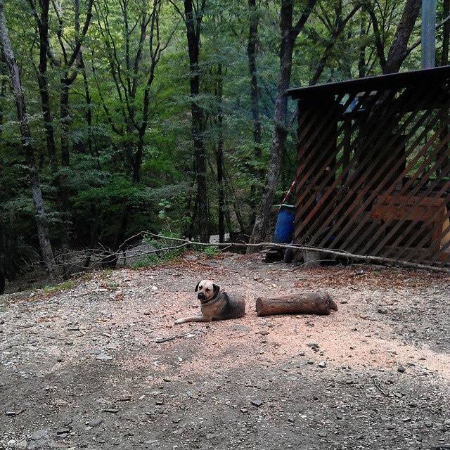 Dog that looks like it has been cut in half because of a log. 
