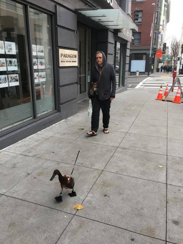Man walking in flip flops with duck on leash and two dogs in pockets