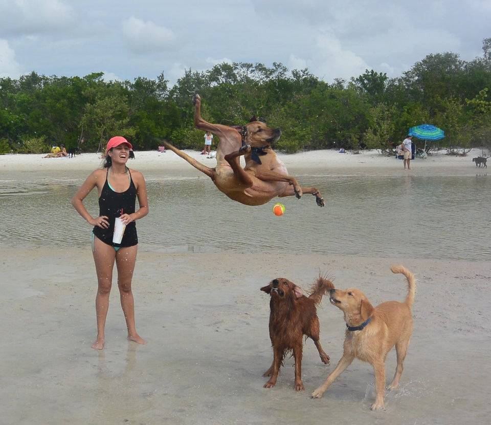 Dog jumping in the air at the beach and two dogs on the sand, also a woman standing on the beach watching