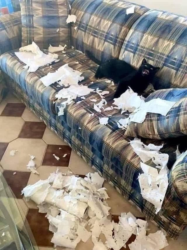 Cat on couch surrounded by ripped toilet paper