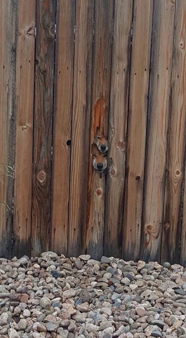 Wooden fence with two foxes looking through a hole.