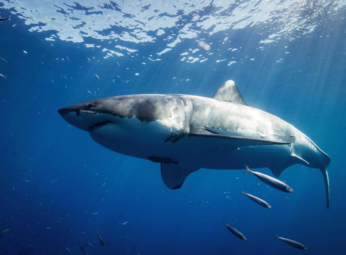 A great white shark swims in the ocean near the surface. 