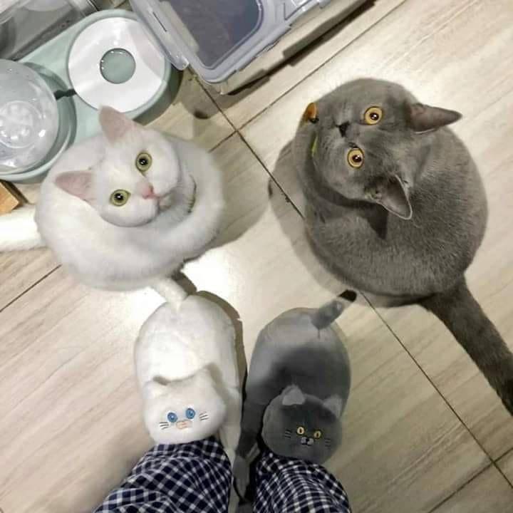 Two cats looking up at person wearing matching cat slippers. 
