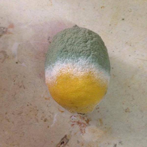 Mouldy lemon that goes from green to yellow