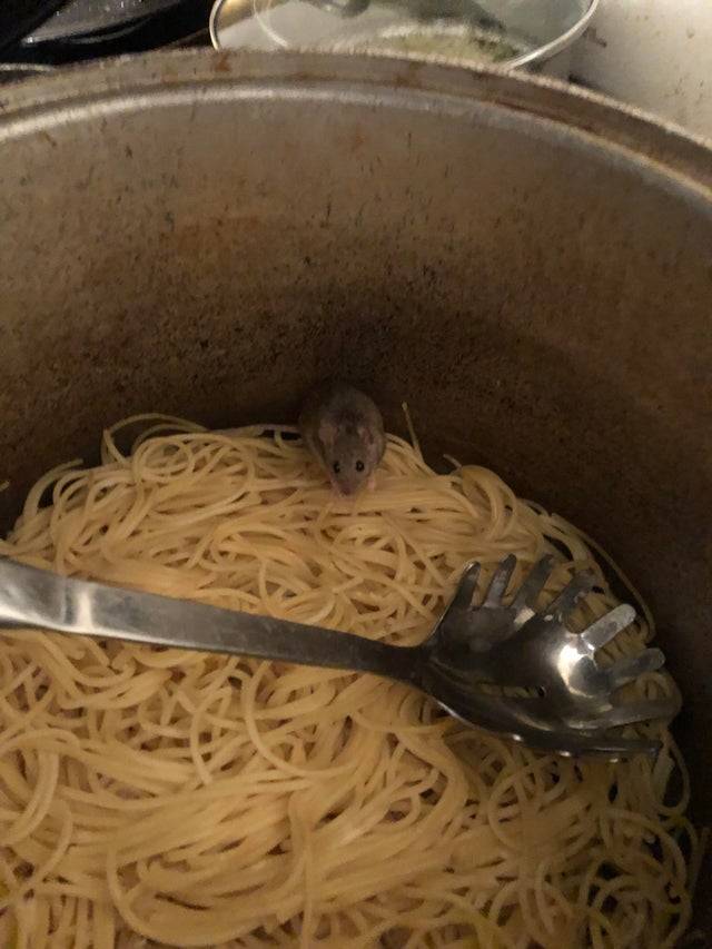 Tiny mouse hides inside a pot full of pasta.