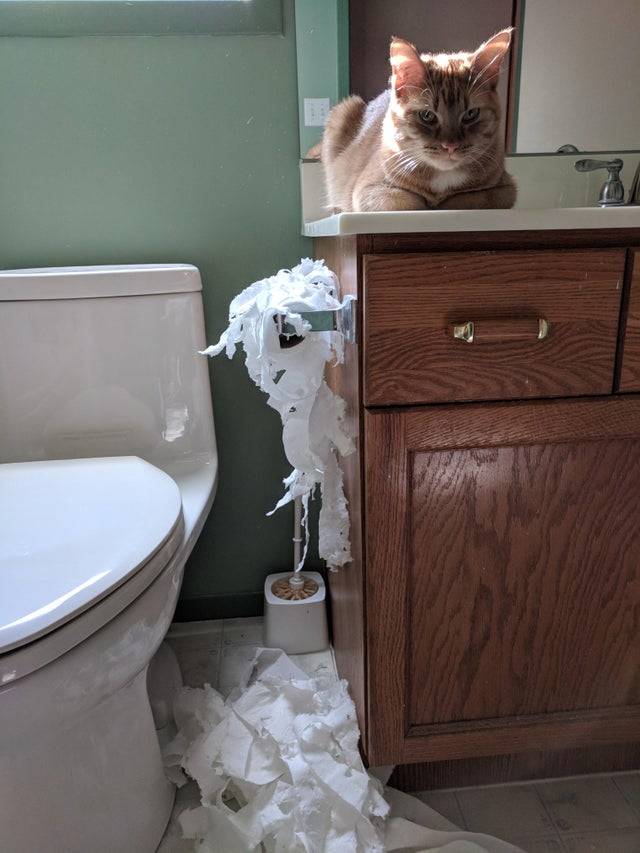 Cat on counter of bathroom and toilet paper is torn up.