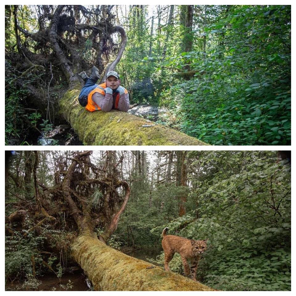 Man laying on log, bobcat on same log at a different time captured on trail camera
