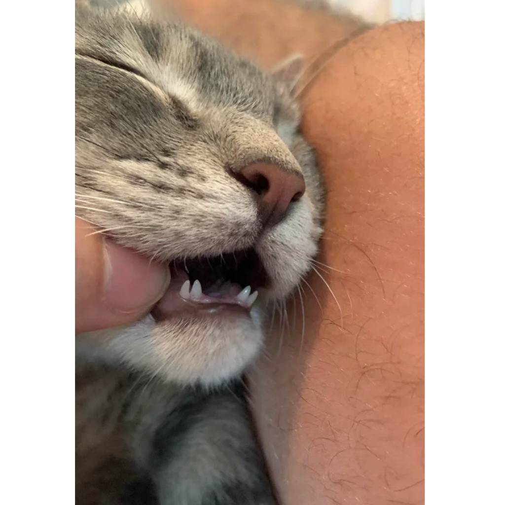 double canines on teeth