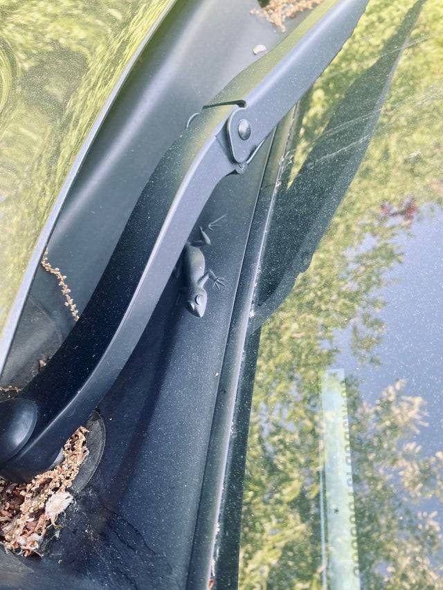 lizard on car under wipers