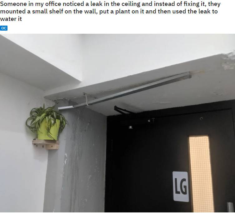 plant for leak in a building