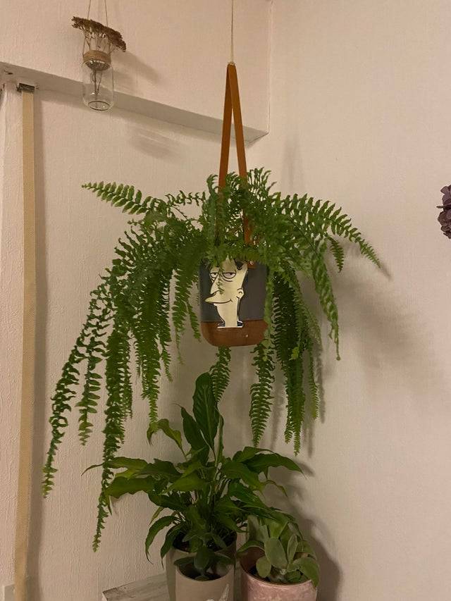 simpson plant hanging
