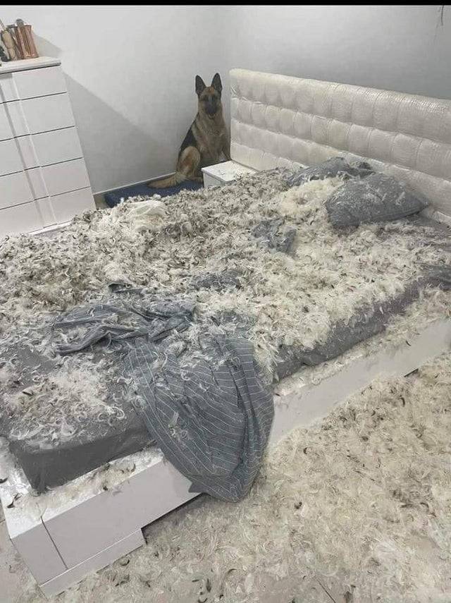 the dog did the issue