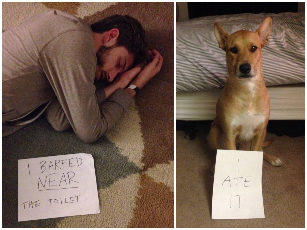 Man passed out on floor with sign that says "I barfed near toilet" dog in another photo with sign that says "I ate it"