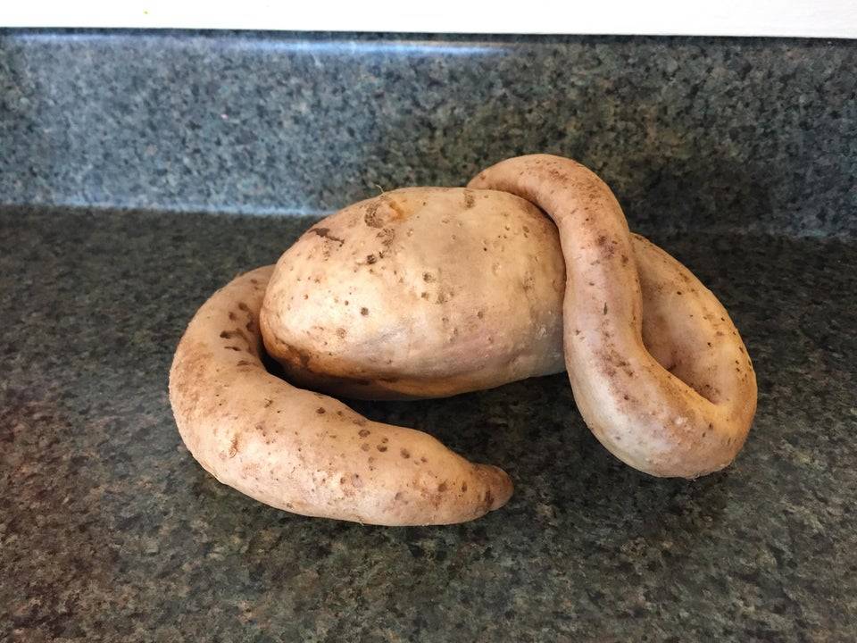 Potato that has grown and wrapped around itself