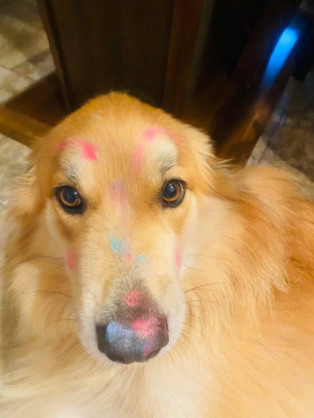 Golden retriever covered in marker color