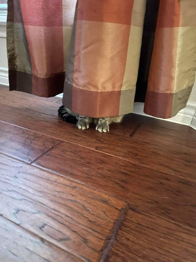 Cat hides behind curtain but its paws and tail poke out from underneath. 