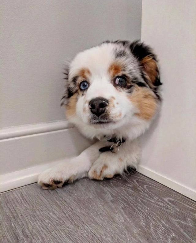 Small Australian shepherd puppy peeking out from behind door