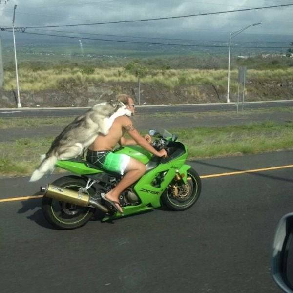 Man riding a motorcycle with their dog on their back