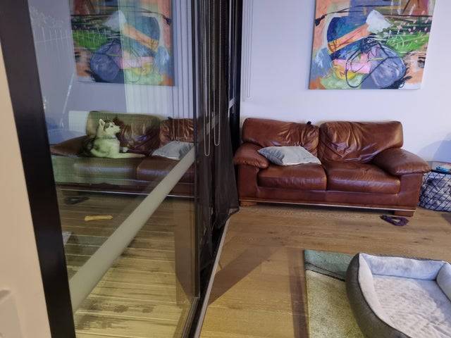 Dog lying outside reflects in glass making it look like dog is on couch