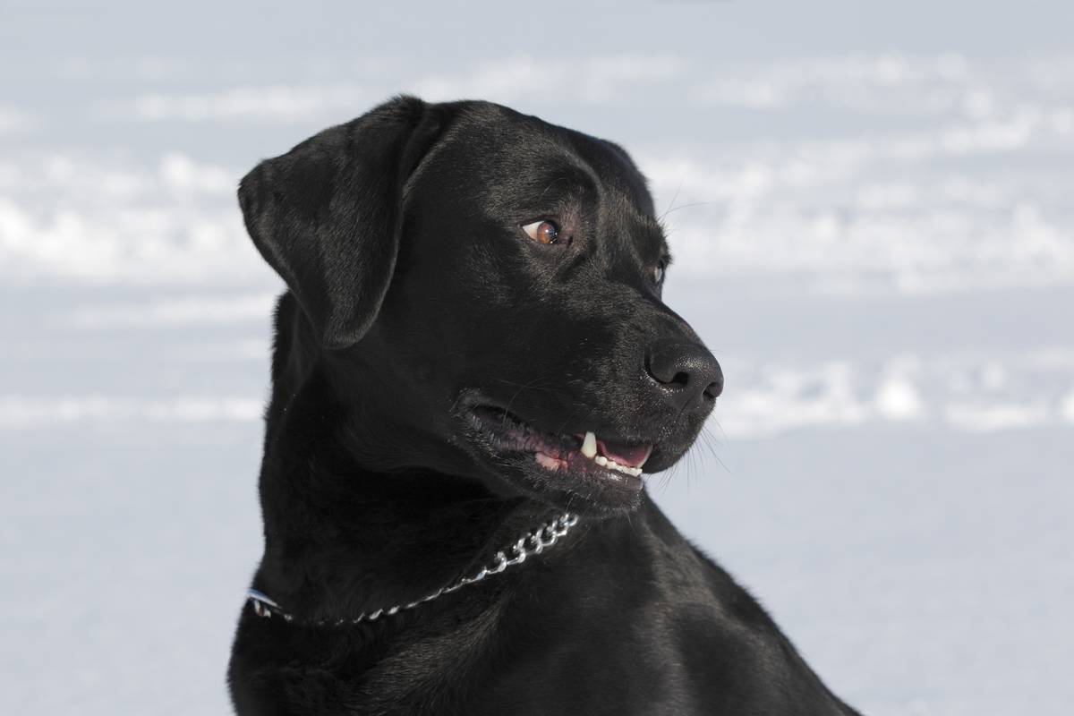 GettyImages-550187341