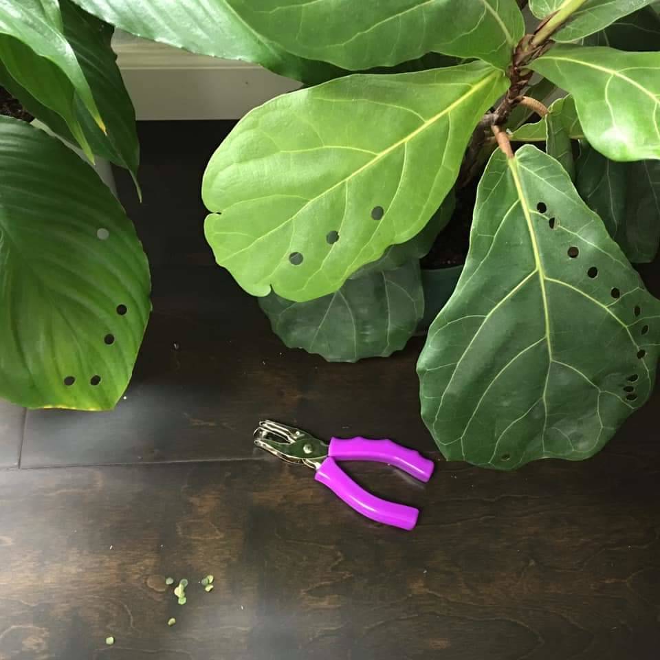 Fiddle leaf fig plant with holes punched through it by toddler