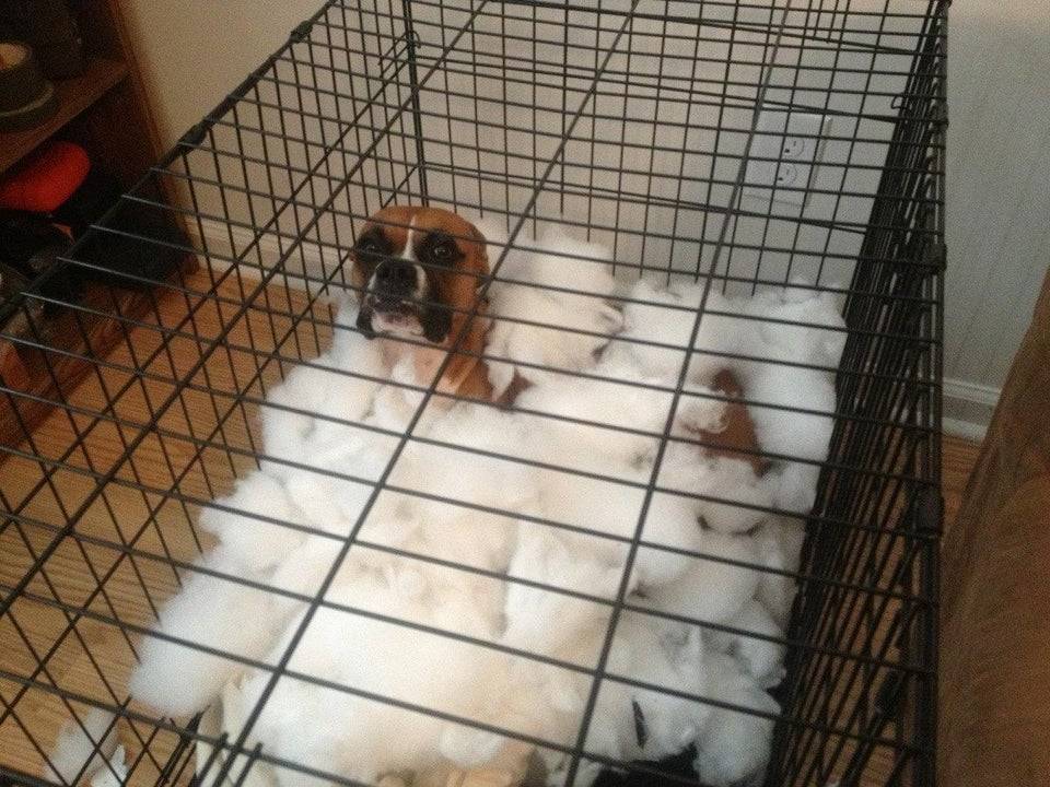 Dog in cage with a ripped up pillow