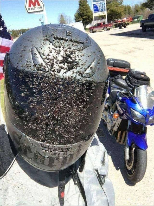 Motorcycle helmet covered in mosquitoes