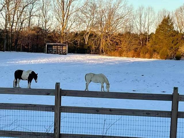 Horses in distance look like they are miniature on fence post because of perspective
