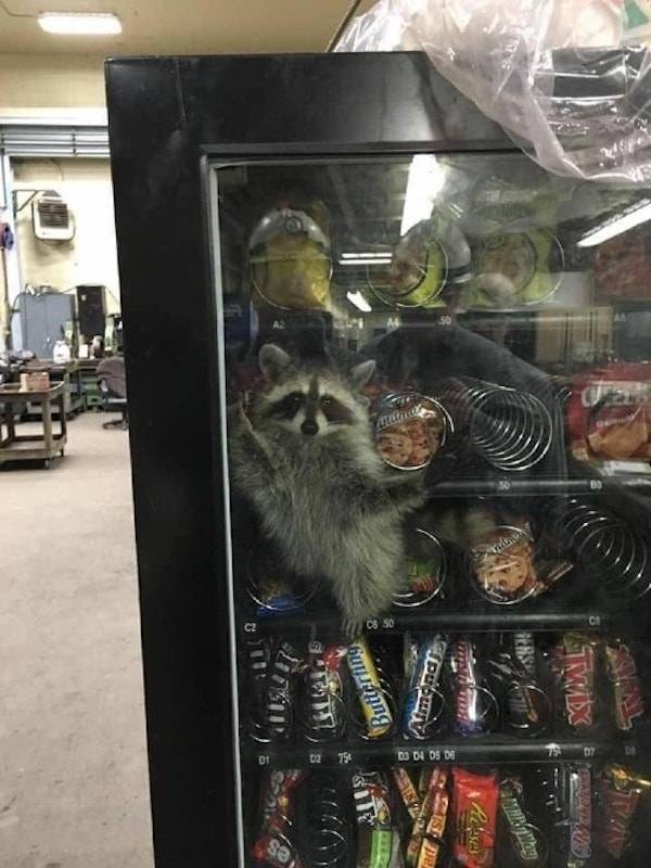 Raccoon stuck in a vending machine