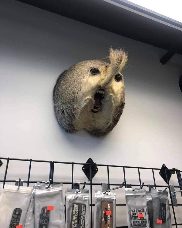Rear end of an animal stuffed and turned into a face on the wall of a store.