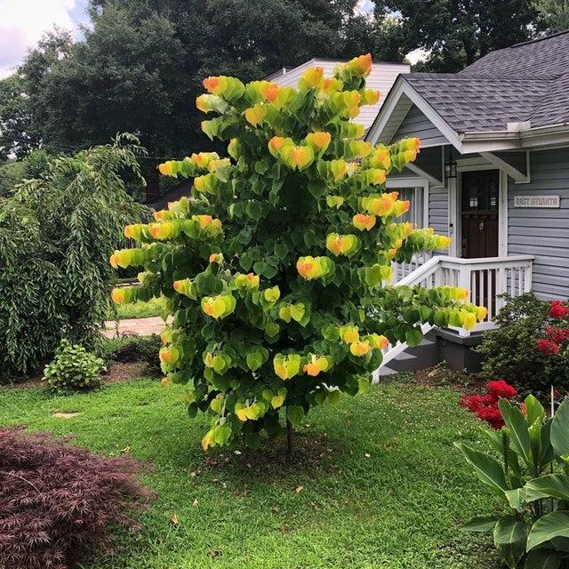 Eastern red bud tree with changing leaves looks pixelated