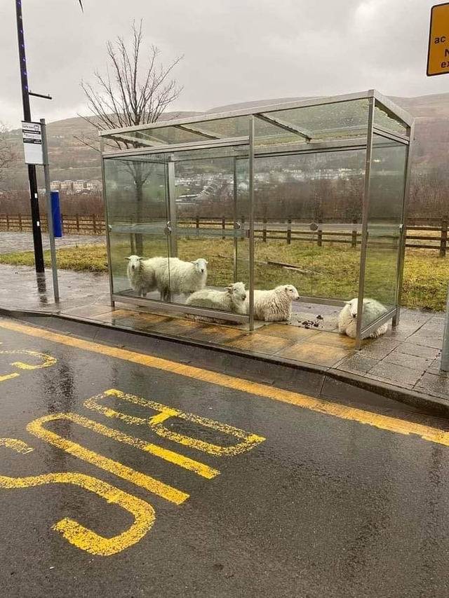 Sheep in a bus stop 