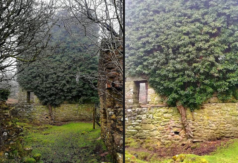 Tree that is growing up a wall. 