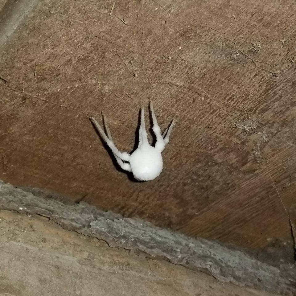 All white spider